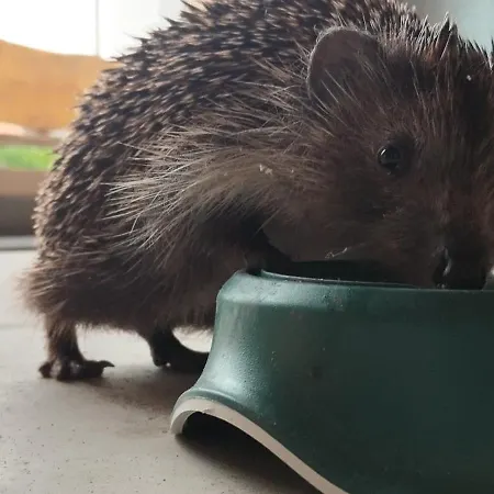 Daire Hisa Tarka Dobrovnik