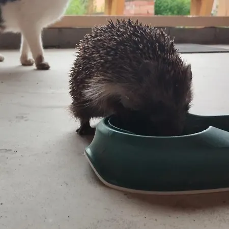 Apartment Hisa Tarka