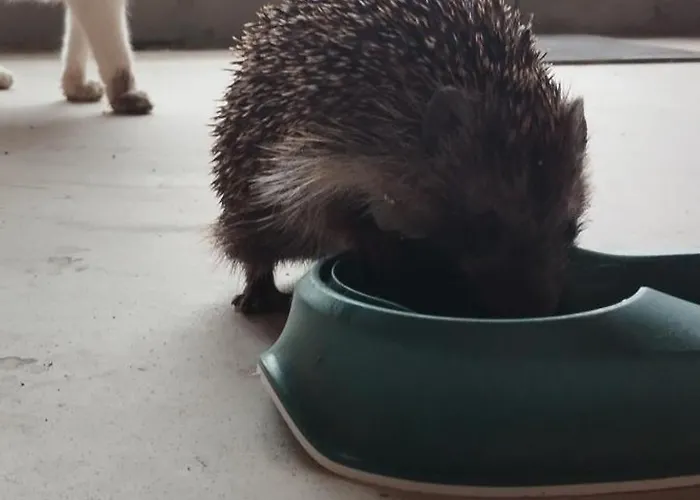 Διαμέρισμα Hisa Tarka